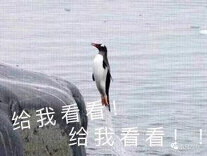 娱乐吃瓜君迅猛龙唱歌